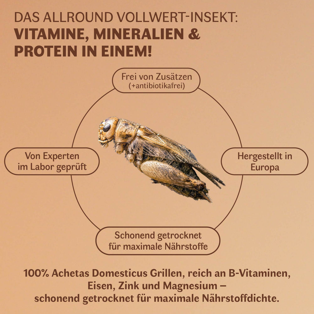 Getrocknete Heimchen Acheta domesticus - groß - mit Beinen und Flügeln