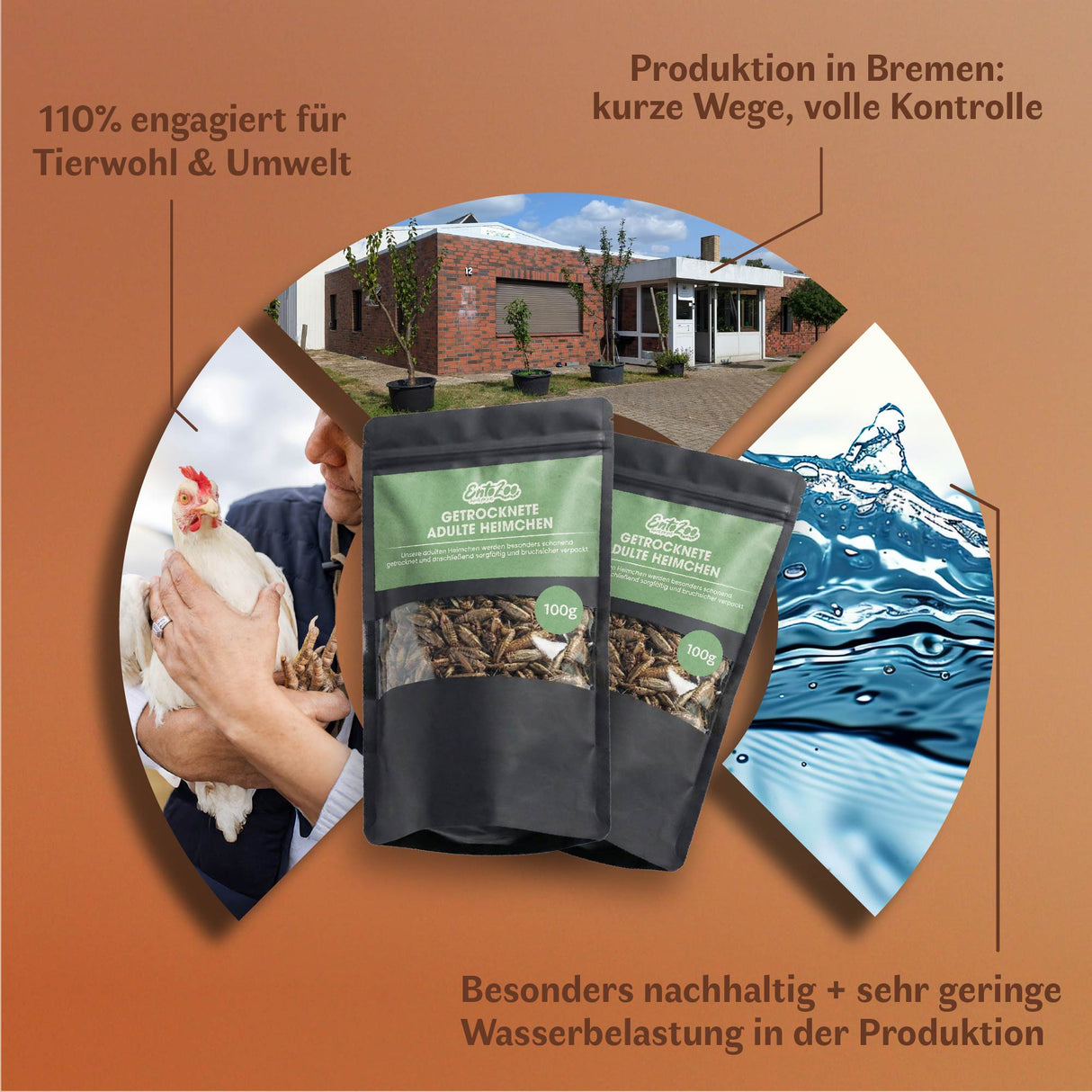 Getrocknete Heimchen Acheta domesticus - groß - mit Beinen und Flügeln