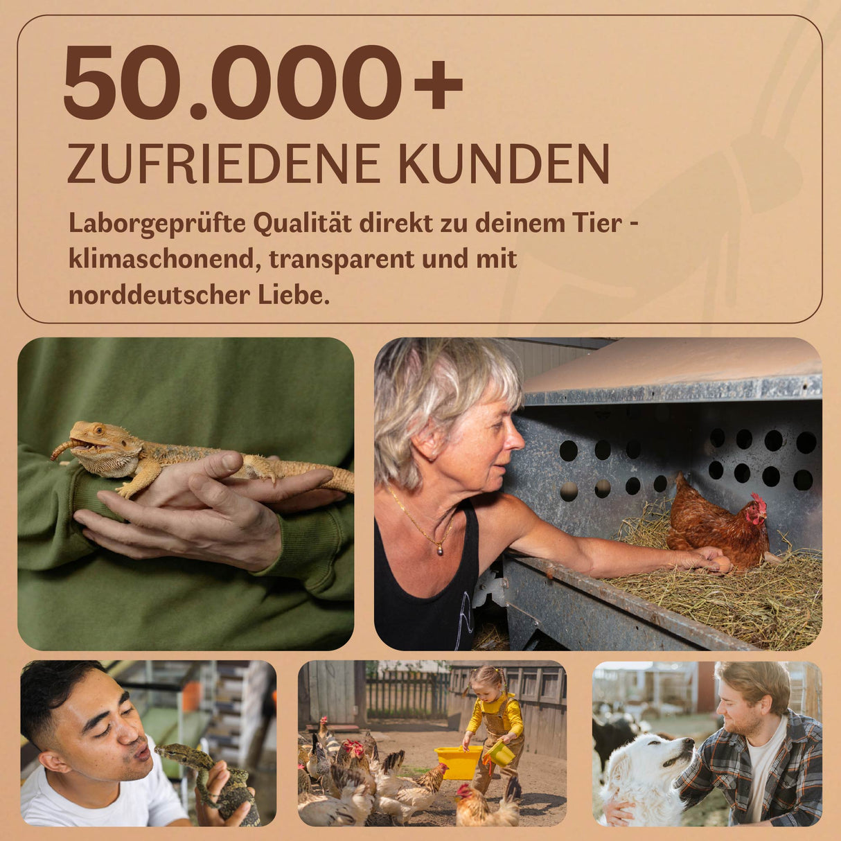 Getrocknete Heimchen Acheta domesticus - groß - mit Beinen und Flügeln