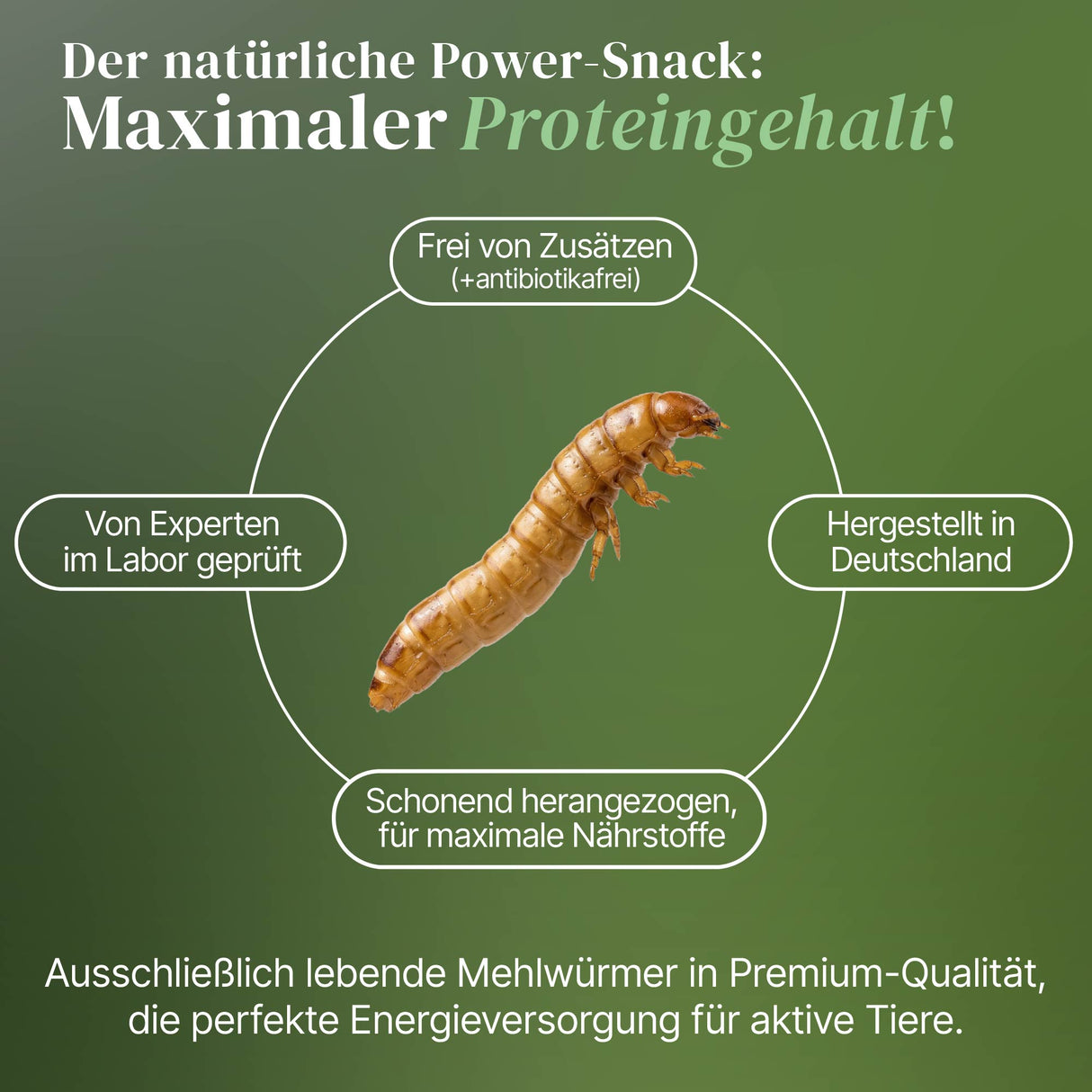 Lebende Mehlwürmer als Futtertier