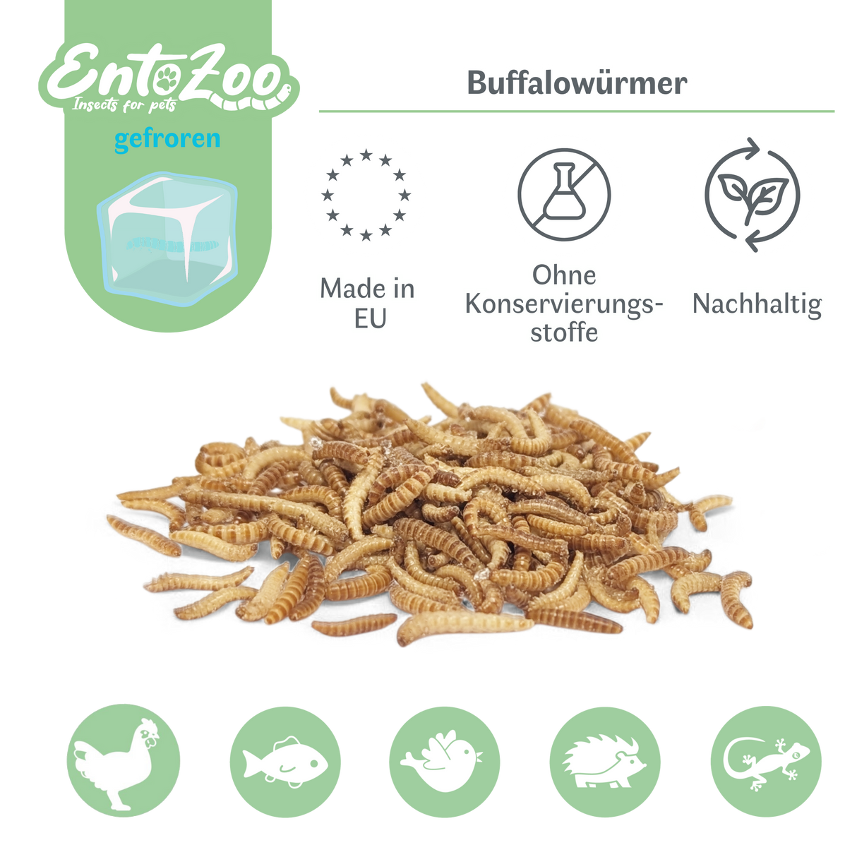 Gefrorene Buffalowürmer Buffalos Futterinsekten einzeln entnehmbar