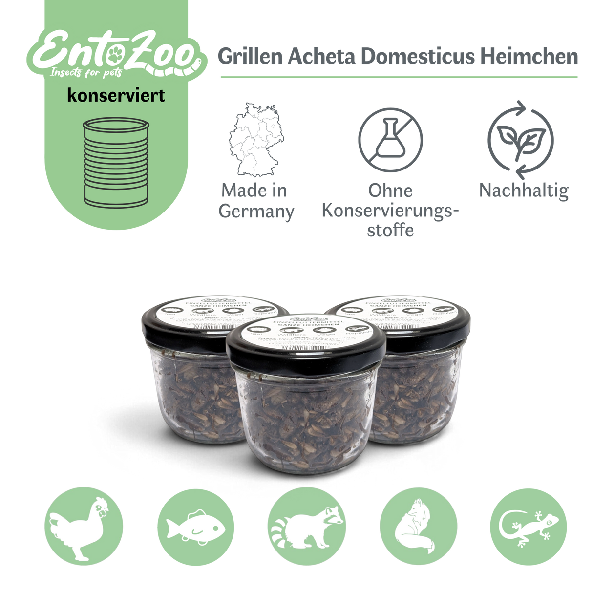 EntoZoo - ganze Heimchen im Glas - einzeln entnehmbar - als Futtertier