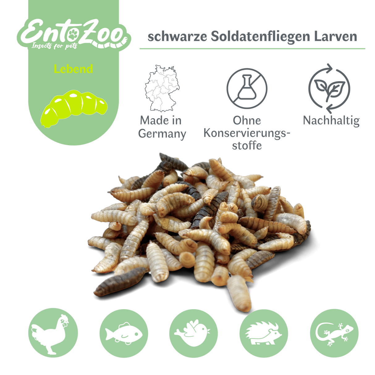 Live Black Soldier Fly Larvae (Hermetia illucens) - Large - Individually Removable