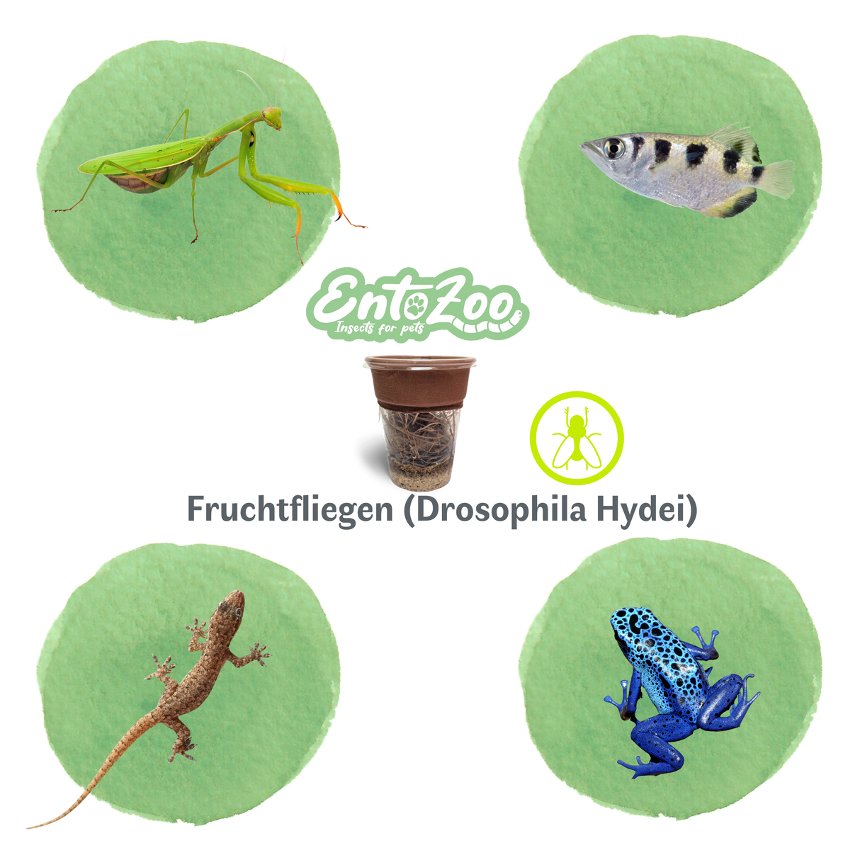 Fruchtfliegen (Drosophila Hydei) Zuchtansatz, Futterinsekten für kleine Tiere