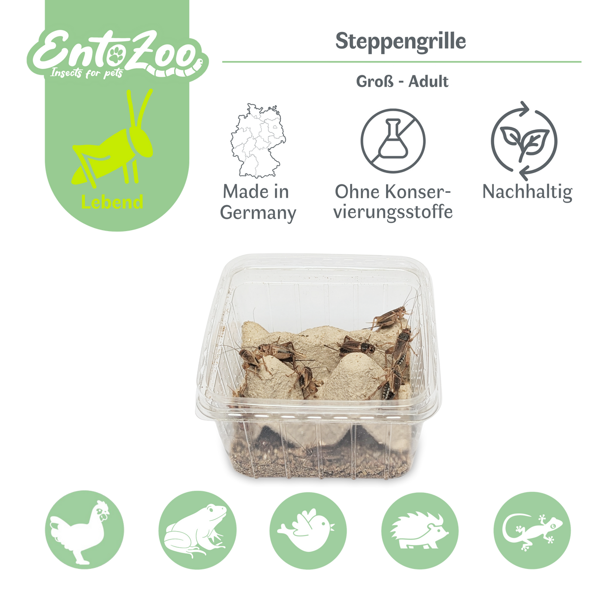 Steppengrille (Gryllus assimilis) als Futtertier für Reptilien, Amphibien, Vögel, Nagetiere
