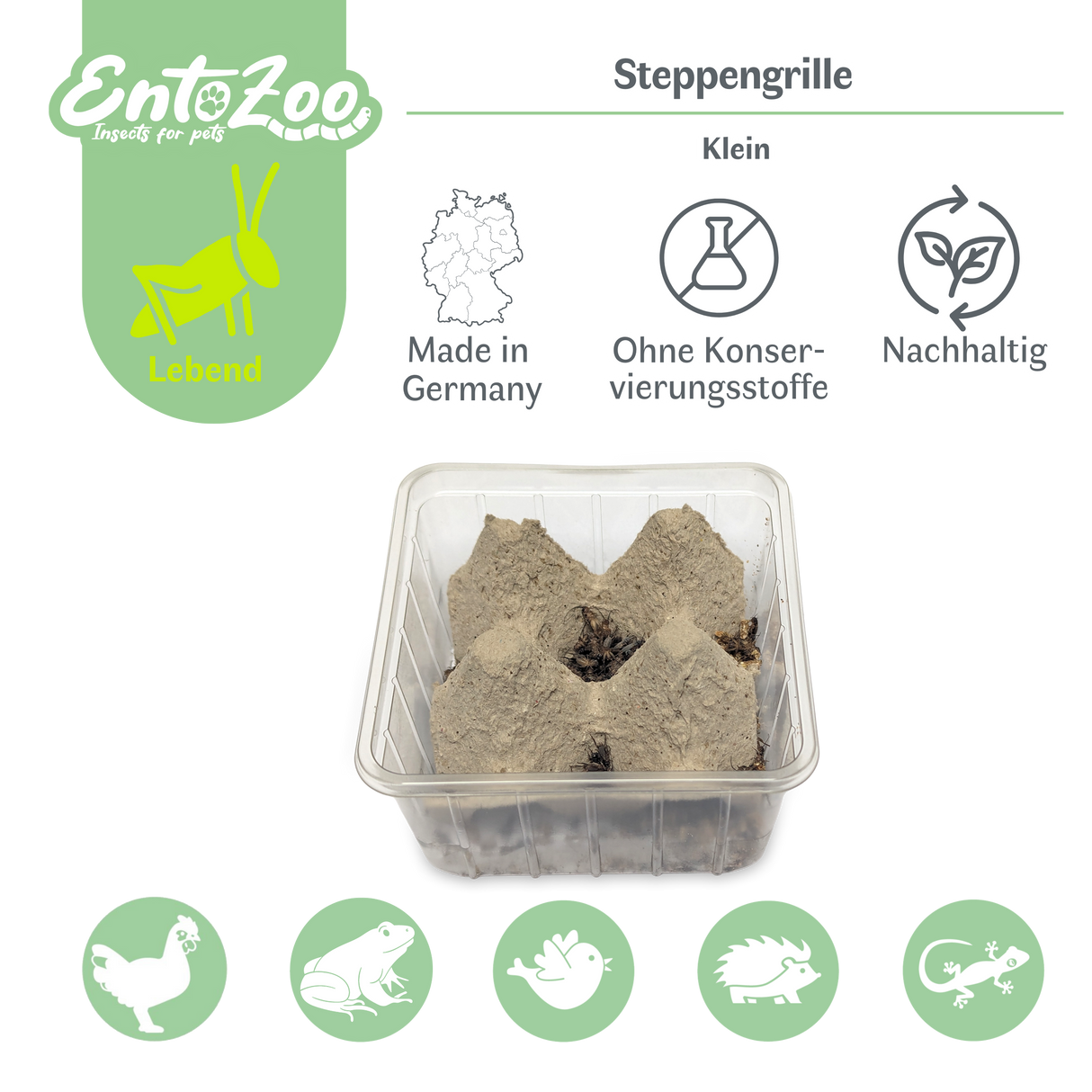 Steppengrille (Gryllus assimilis) als Futtertier für Reptilien, Amphibien, Vögel, Nagetiere