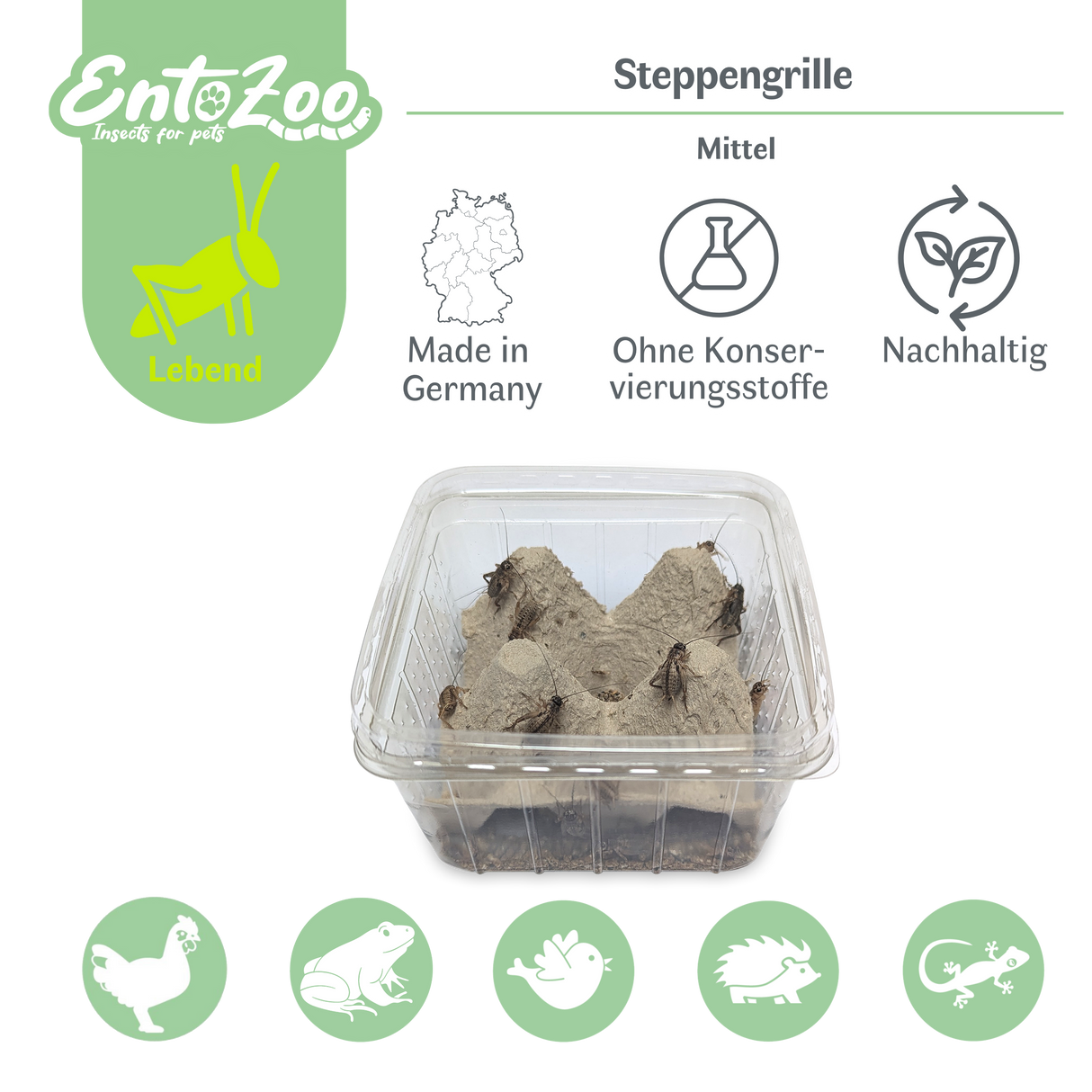 Steppengrille (Gryllus assimilis) als Futtertier für Reptilien, Amphibien, Vögel, Nagetiere