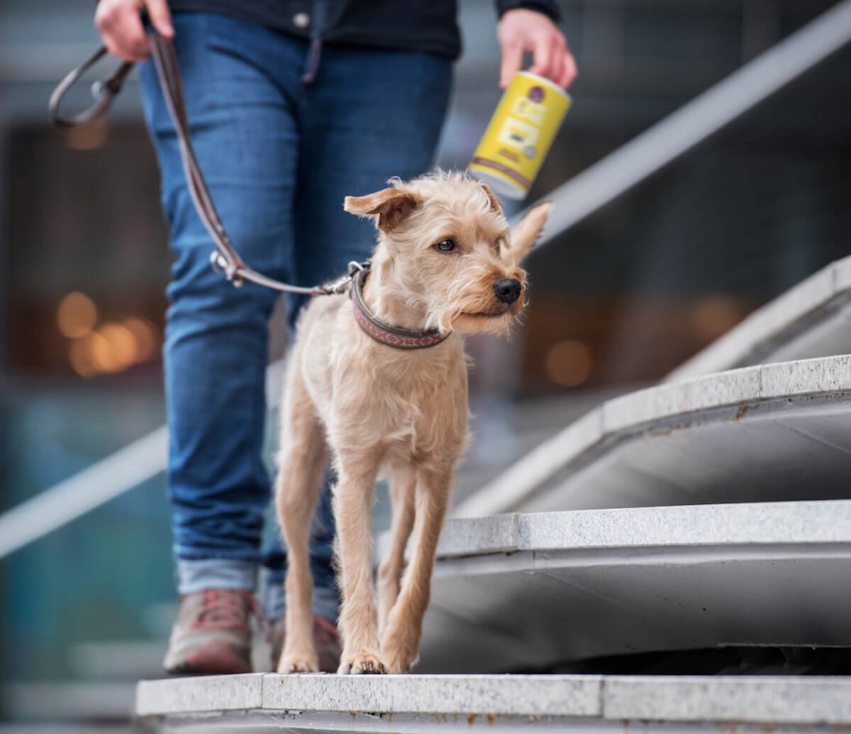 Tenetrio - Hundekekse Banane Chia für das Immun- und Verdauungssystem
