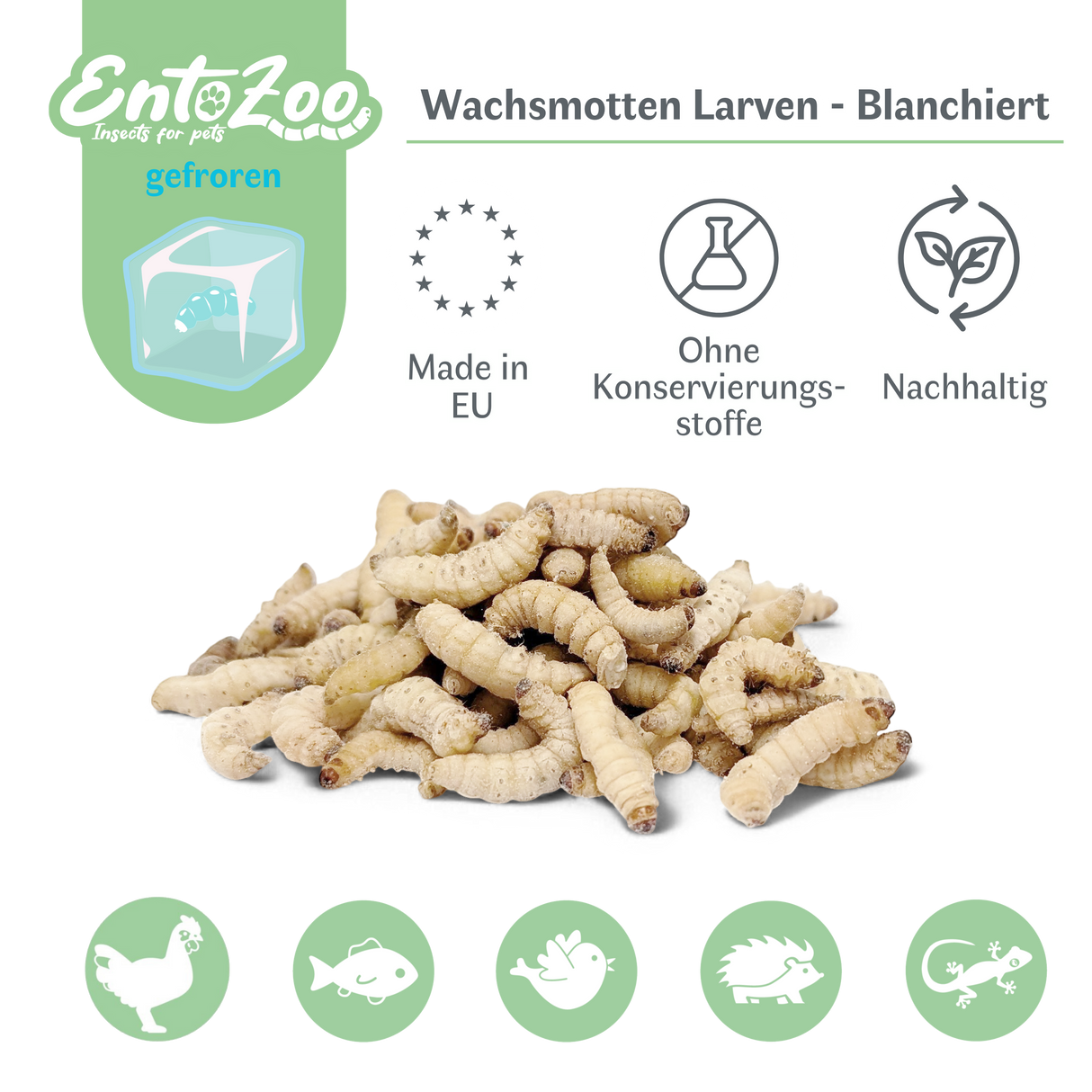 Gefrorene Wachsmotten Larven / Bienenmaden Larven - Blanchiert - Futterinsekten - einzeln entnehmbar