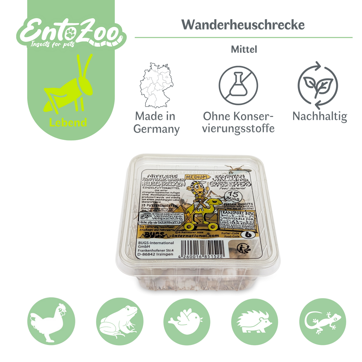 Wanderheuschrecke (locusta migratoria) als Futtertier für Reptilien, Amphibien, Vögel, Nagetiere