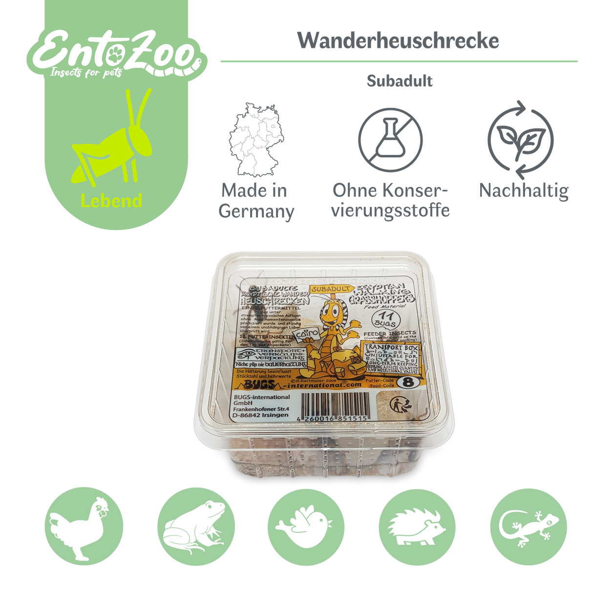 Wanderheuschrecke (locusta migratoria) als Futtertier für Reptilien, Amphibien, Vögel, Nagetiere