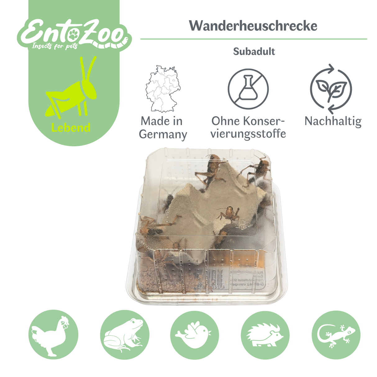 Wanderheuschrecke (locusta migratoria) als Futtertier für Reptilien, Amphibien, Vögel, Nagetiere