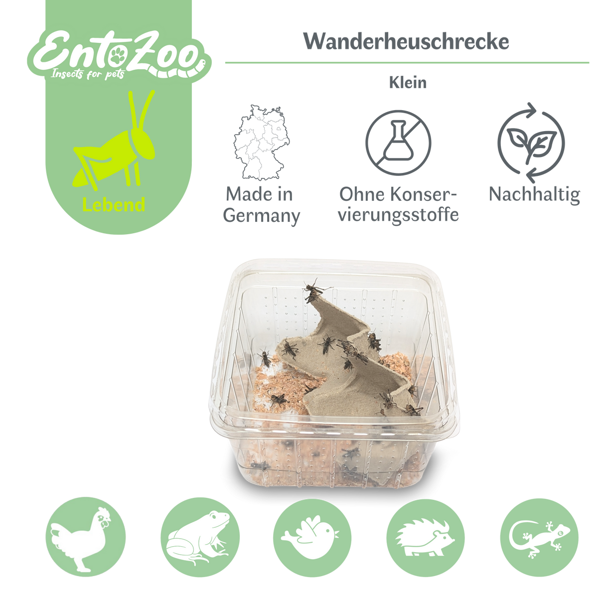 Wanderheuschrecke (locusta migratoria) als Futtertier für Reptilien, Amphibien, Vögel, Nagetiere