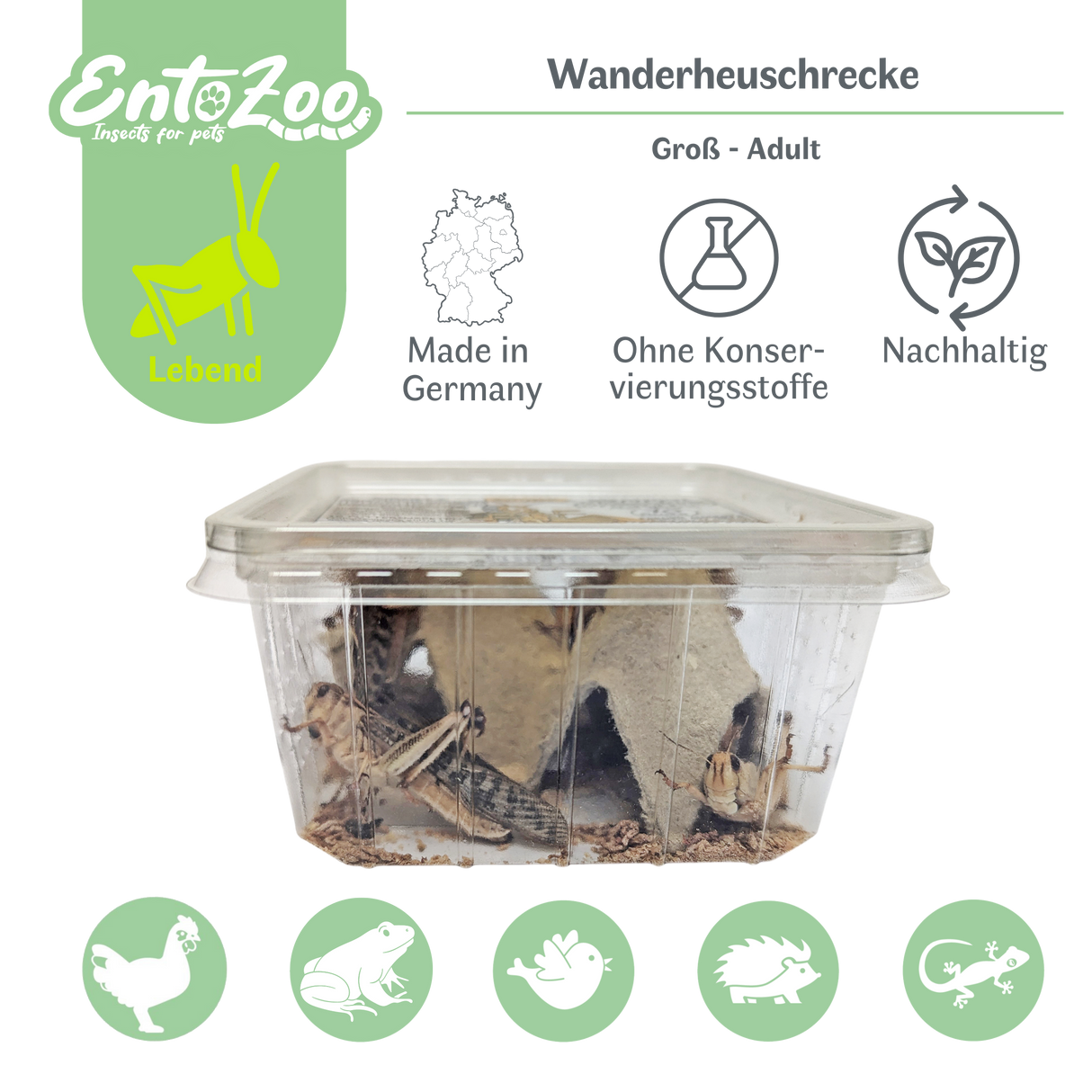 Wanderheuschrecke (locusta migratoria) als Futtertier für Reptilien, Amphibien, Vögel, Nagetiere