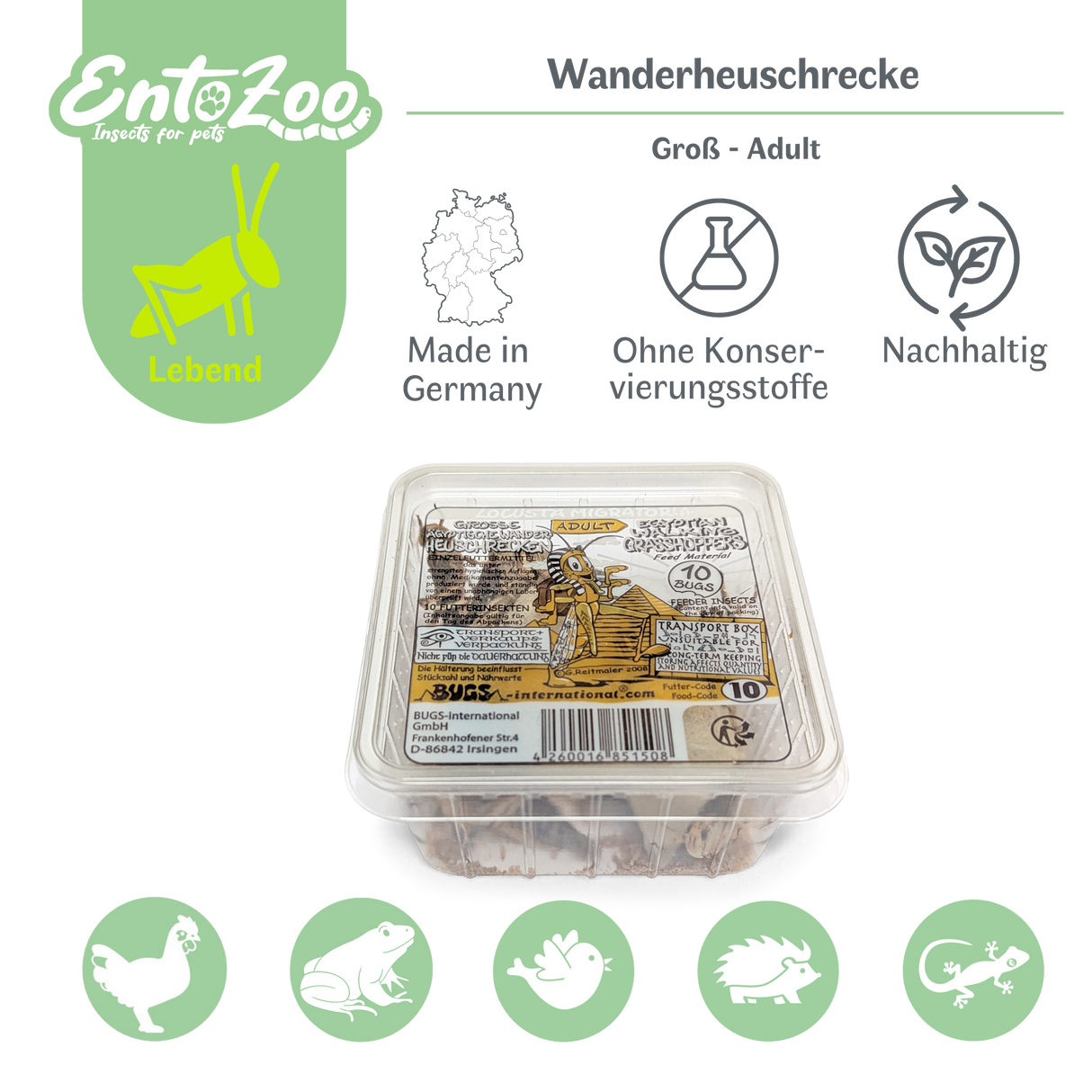 Wanderheuschrecke (locusta migratoria) als Futtertier für Reptilien, Amphibien, Vögel, Nagetiere