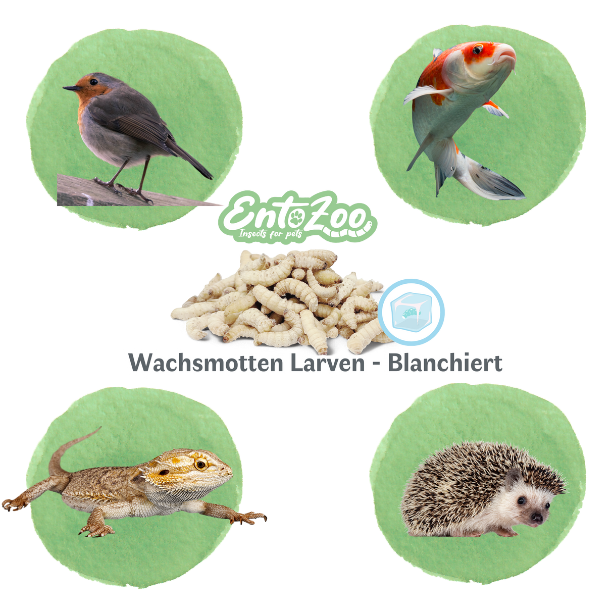 Gefrorene Wachsmotten Larven / Bienenmaden Larven - Blanchiert - Futterinsekten - einzeln entnehmbar