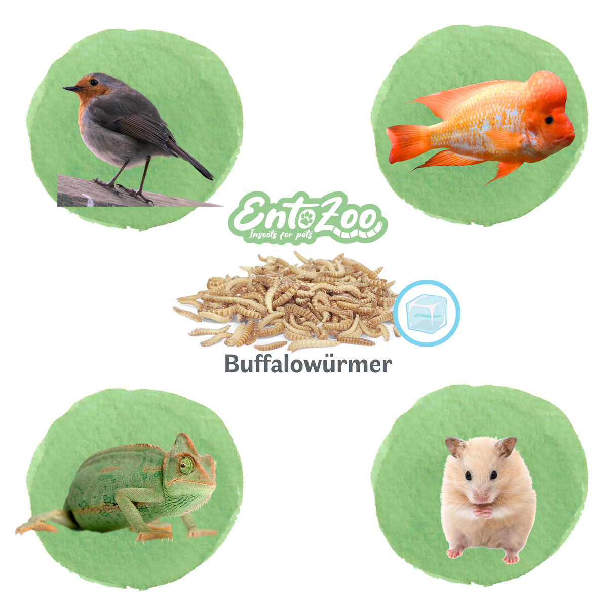 Gefrorene Buffalowürmer Buffalos Futterinsekten einzeln entnehmbar