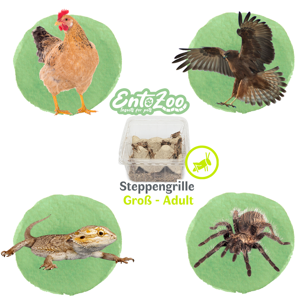 Steppengrille (Gryllus assimilis) als Futtertier für Reptilien, Amphibien, Vögel, Nagetiere