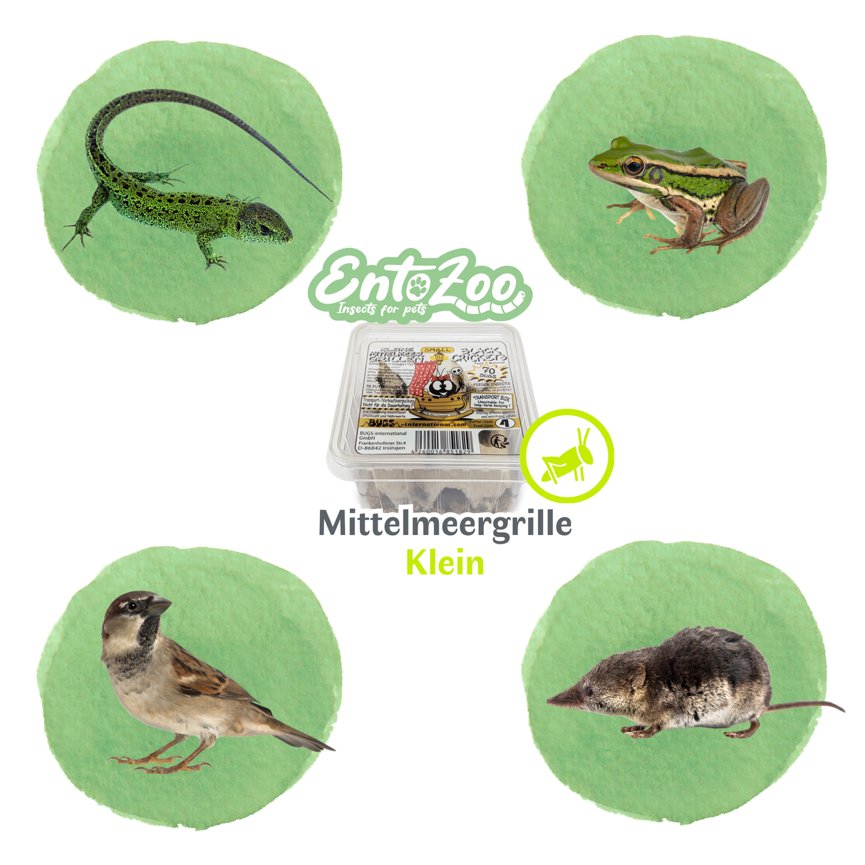 Mediterranean Two-Spotted Cricket (Gryllus bimaculatus) as Feeder Insect for Reptiles, Amphibians, Birds, Rodents