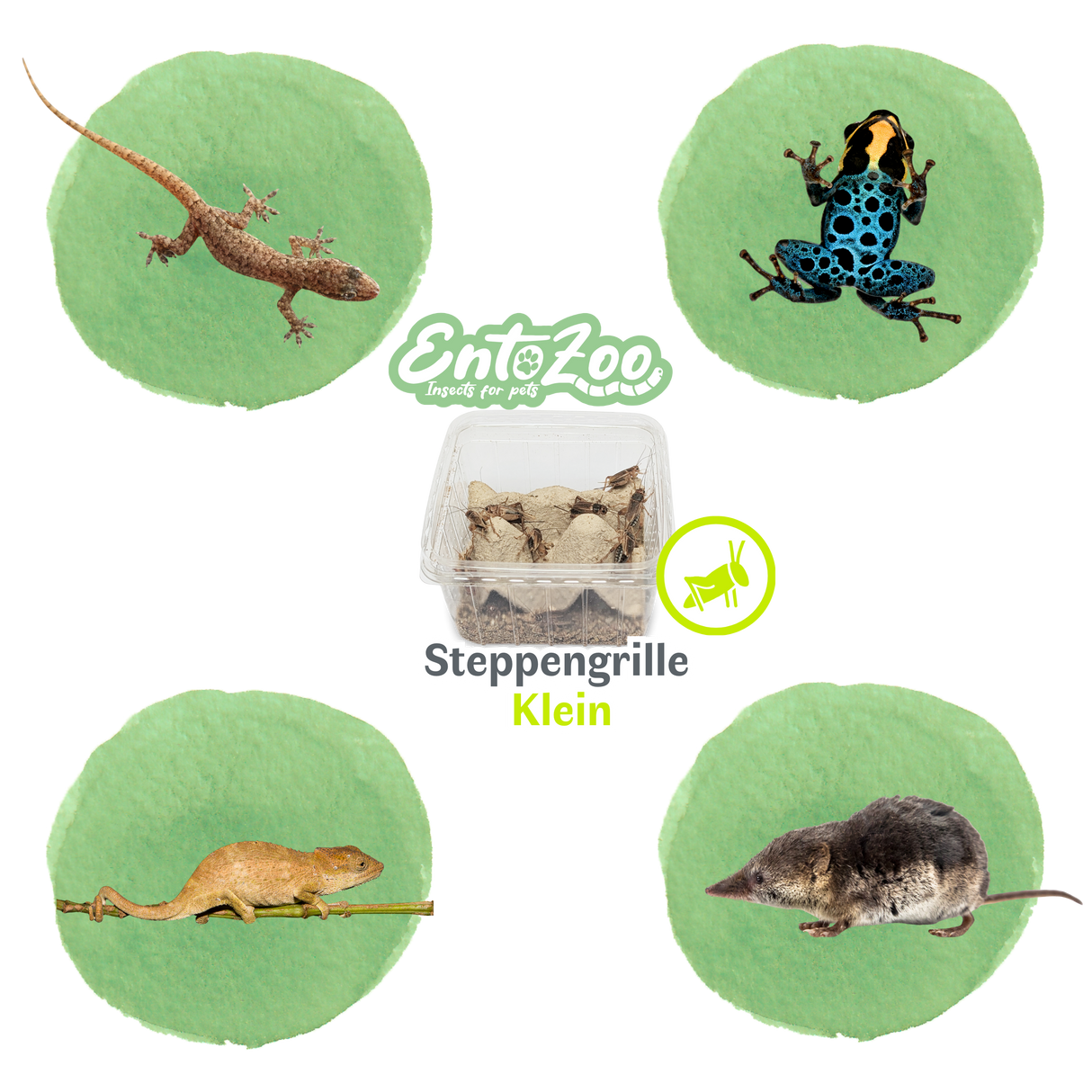 Steppengrille (Gryllus assimilis) als Futtertier für Reptilien, Amphibien, Vögel, Nagetiere