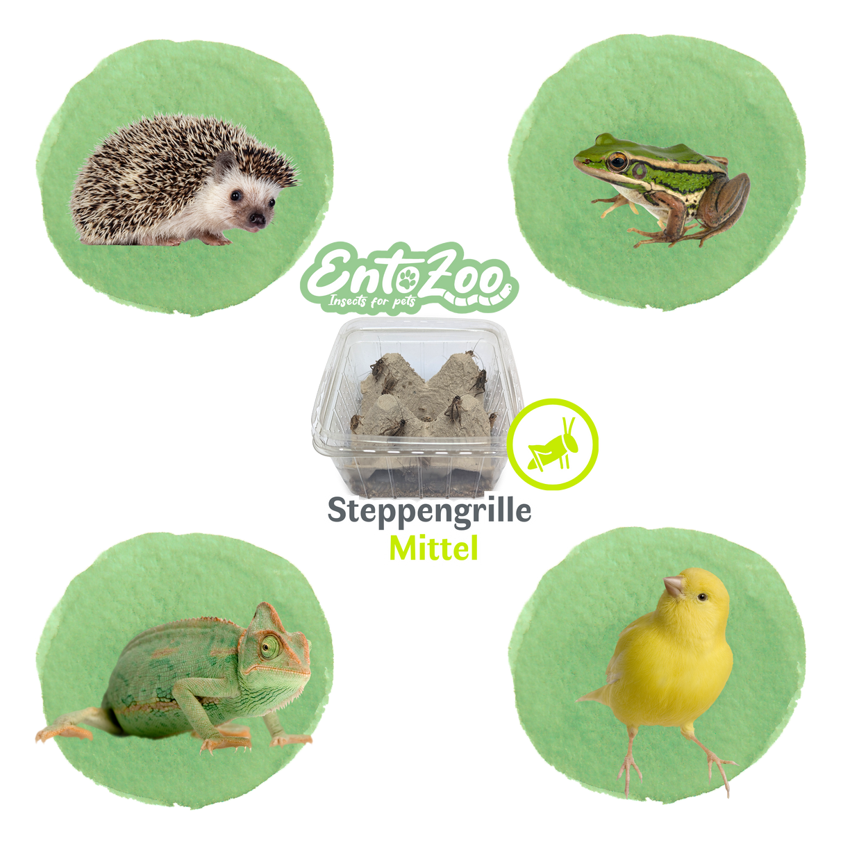 Steppengrille (Gryllus assimilis) als Futtertier für Reptilien, Amphibien, Vögel, Nagetiere