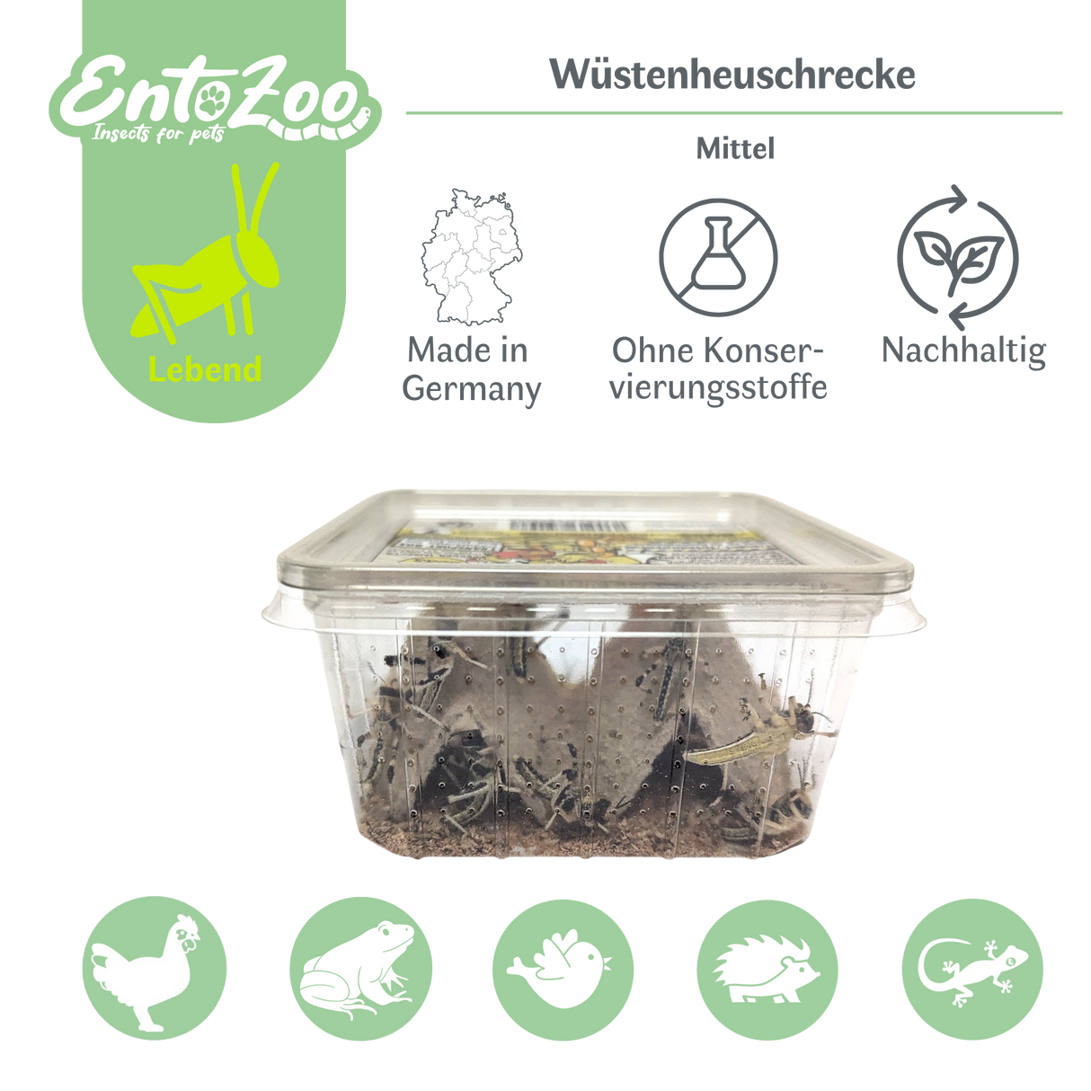 Desert Locust (Schistocerca gregaria) as Feeder Insect for Reptiles, Amphibians, Birds, Rodents