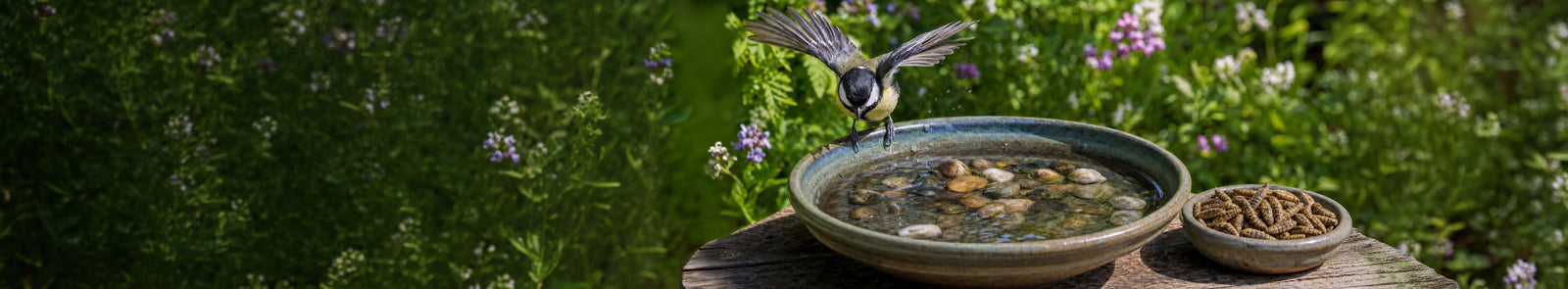 Sommerhilfe für Wildvögel – So unterstützt du sie richtig