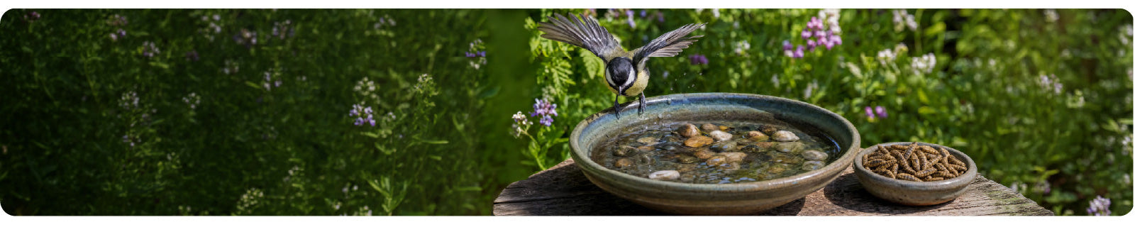 Sommerhilfe für Wildvögel – So unterstützt du sie richtig