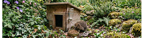 Igel richtig zufüttern
