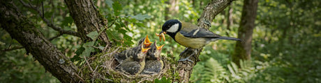 Was Jungvögel im Spätsommer brauchen