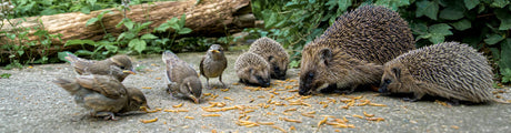 Protein für junge Wildtiere