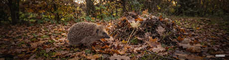 Rückzugsorte für Igel schaffen