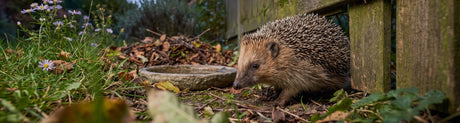 Igel kommt durch eine Lücke im Gartenzaun, daneben Laubhaufen und Wasserschale