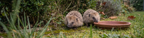 Zwei junge Igel an einer Wasserschale am Rand eines Rasens