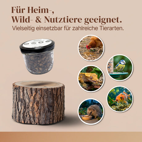 EntoZoo - ganze Heimchen im Glas - einzeln entnehmbar - als Futtertier