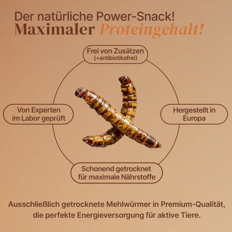 EntoZoo - ganze Mehlwürmer im Glas - einzeln entnehmbar - als Futtertier