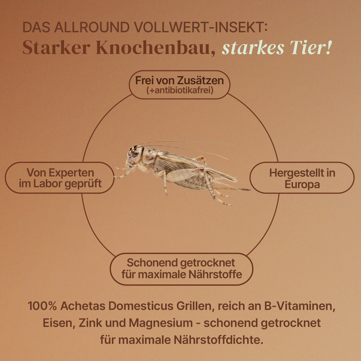EntoZoo - ganze Heimchen im Glas - einzeln entnehmbar - als Futtertier