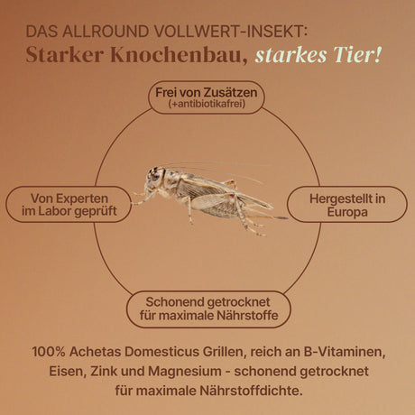 EntoZoo - ganze Heimchen im Glas - einzeln entnehmbar - als Futtertier