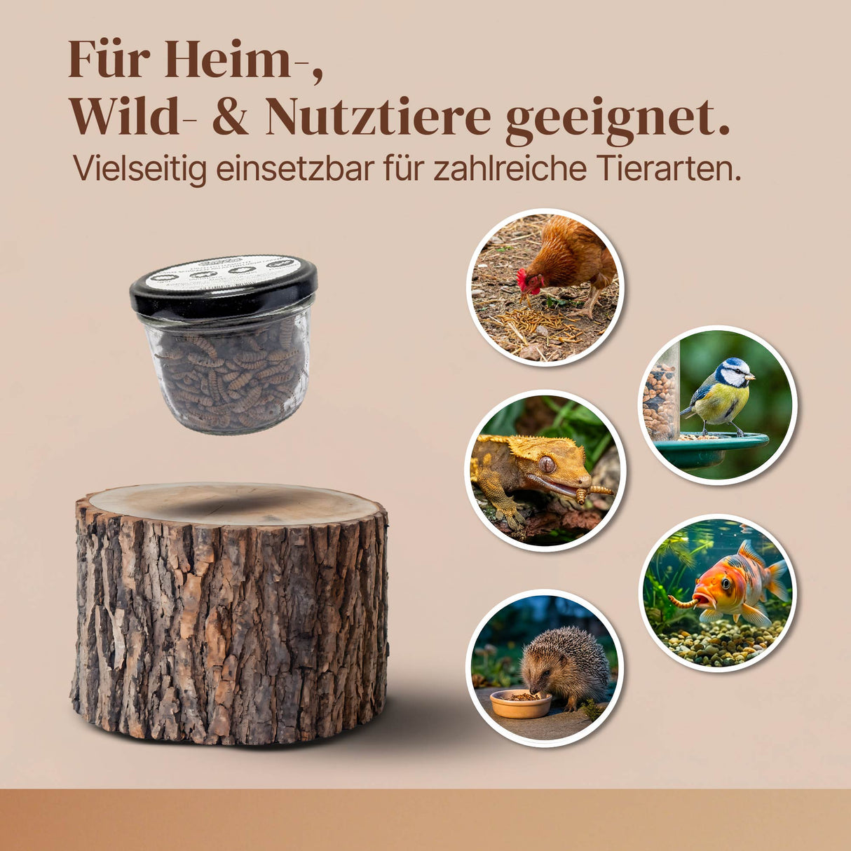 EntoZoo - Ganze Insekten im Glas blanchiert - schwarze Soldatenfliegen Larve: 1 x 340g