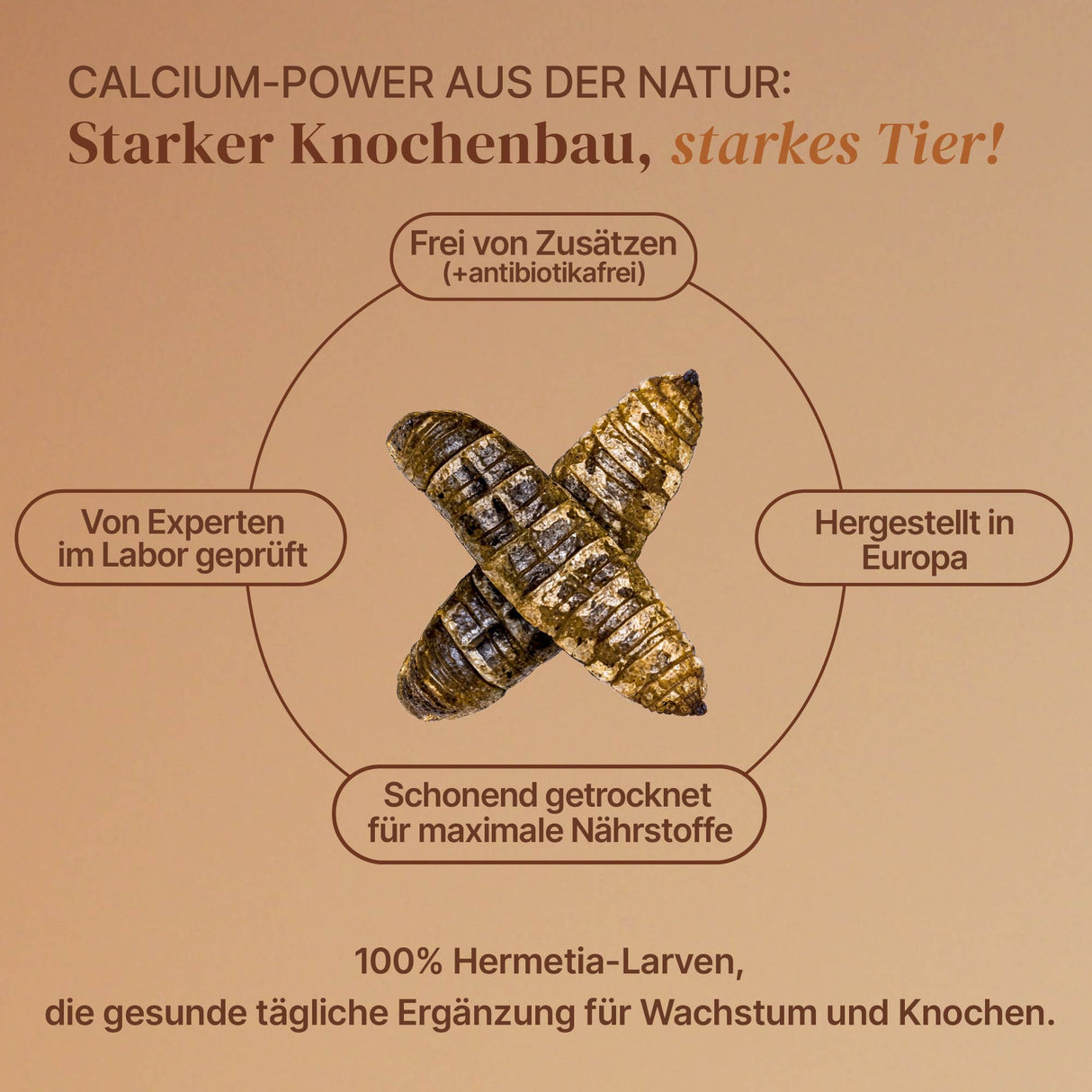 EntoZoo - Ganze Insekten im Glas blanchiert - schwarze Soldatenfliegen Larve: 1 x 340g