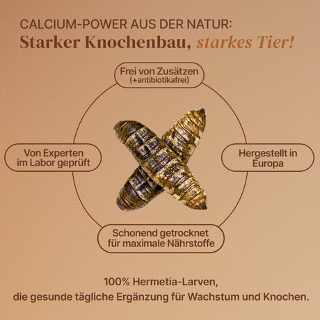 EntoZoo - Igelfutter im Glas - schwarze Soldatenfliegen Larve