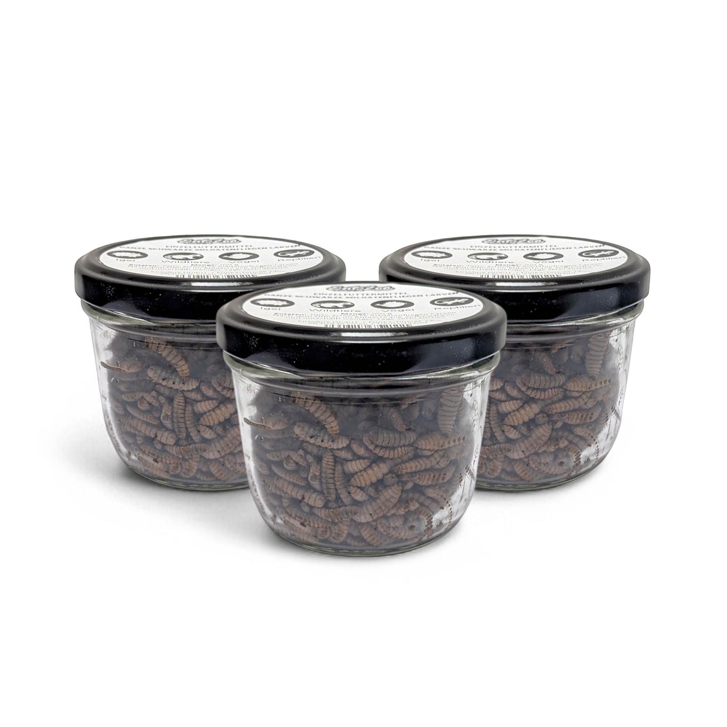 EntoZoo - ganze schwarze Soldatenfliegen Larven im Glas - einzeln entnehmbar - als Futtertier 100g