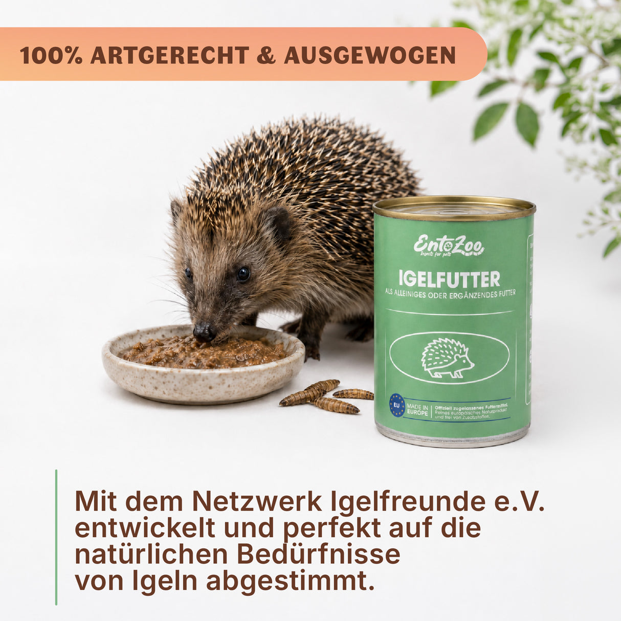 EntoZoo - Igelfutter in der Dose - schwarze Soldatenfliegen Larve 200g