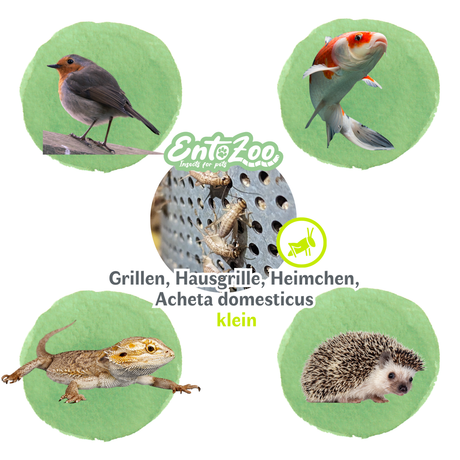 Grillen| Heimchen| Acheta domesticus - lebend - in 3 Größen