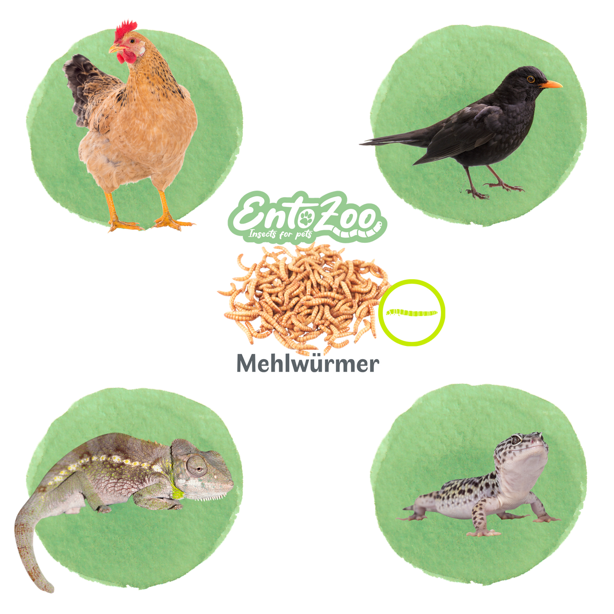 Lebende Mehlwürmer als Futtertier