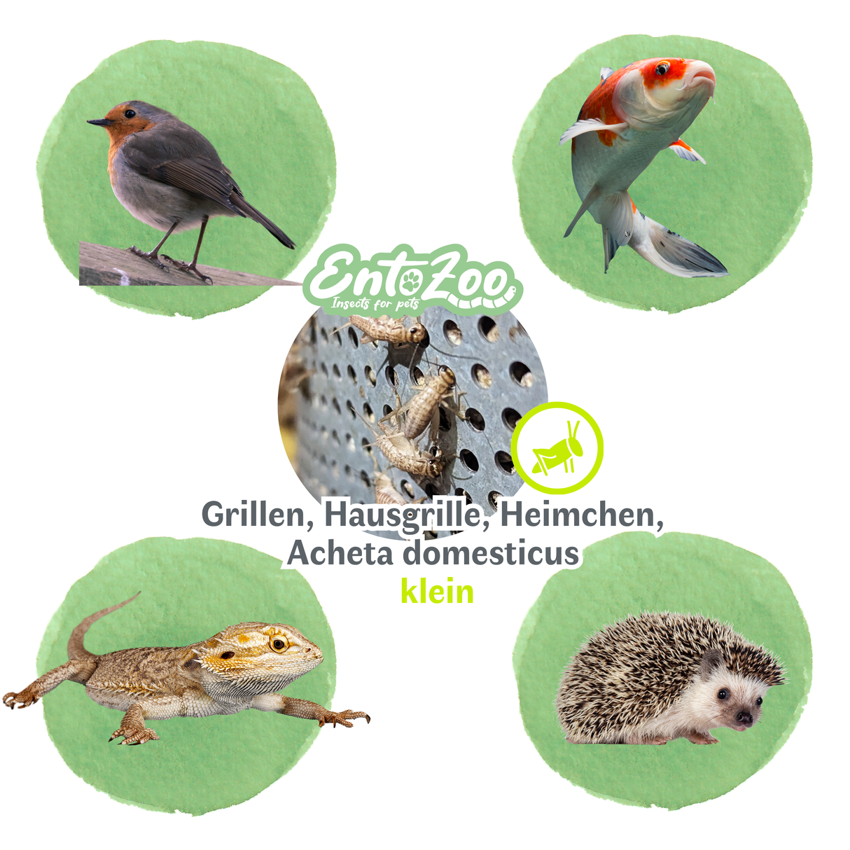 Lebende Hausgrillen Heimchen (Acheta domesticus) als Futtertier für Reptilien, Amphibien, Vögel, Nagetiere