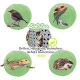 Lebende Hausgrillen Heimchen (Acheta domesticus) als Futtertier für Reptilien, Amphibien, Vögel, Nagetiere