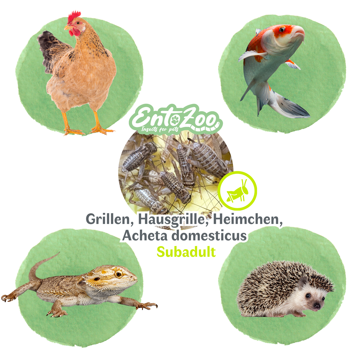 Lebende Hausgrillen Heimchen (Acheta domesticus) als Futtertier für Reptilien, Amphibien, Vögel, Nagetiere