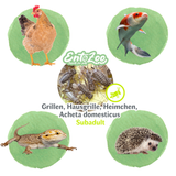 Lebende Hausgrillen Heimchen (Acheta domesticus) als Futtertier für Reptilien, Amphibien, Vögel, Nagetiere