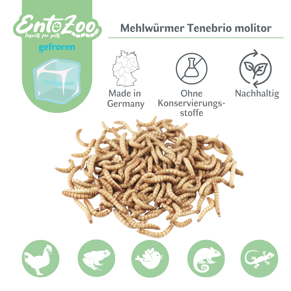 Mehlwürmer - gefroren - einzeln entnehmbar